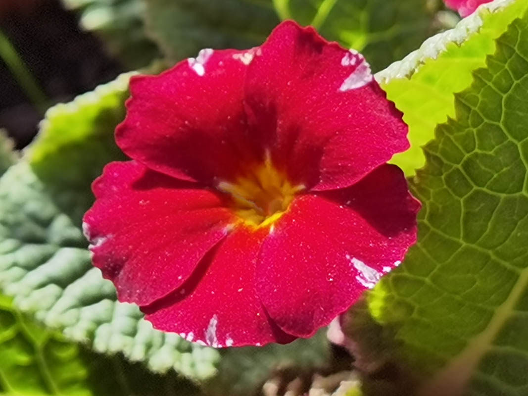 Primula 'Barnhaven Pixies' in bloom in a garden in Brittany